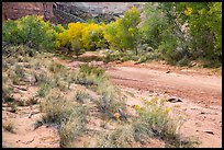 Flowers and cottonwoods in autumn foliage, Horseshoe Canyon. Canyonlands National Park, Utah, USA.