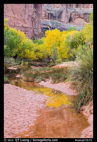 Cottonwoods in fall foliage reflected in creek, Horseshoe Canyon. Canyonlands National Park (color)