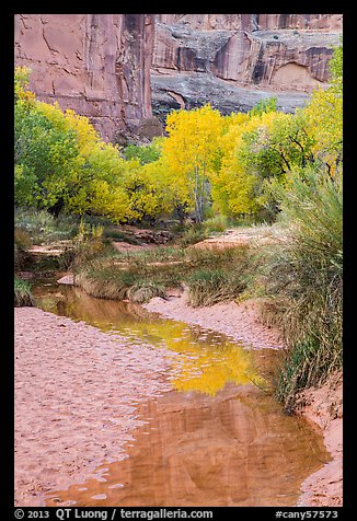 Cottonwoods in fall foliage reflected in creek, Horseshoe Canyon. Canyonlands National Park, Utah, USA.