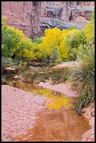 Cottonwoods in fall foliage reflected in creek, Horseshoe Canyon. Canyonlands National Park, Utah, USA.