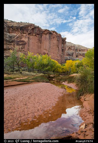 Creek, cottonwood trees in fall foliage, and cliffs, Horseshoe Canyon. Canyonlands National Park, Utah, USA.