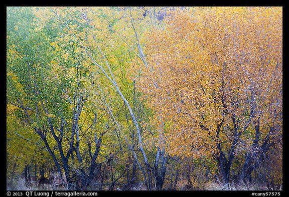 Cottonwood trees with various stage of fall foliage, Horseshoe Canyon. Canyonlands National Park, Utah, USA.