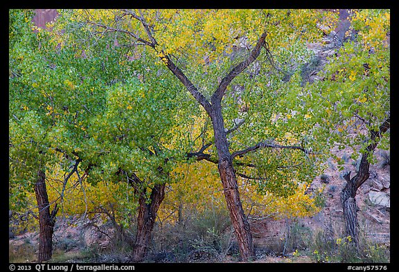 Grove Cottonwood trees in autumn, Horseshoe Canyon. Canyonlands National Park, Utah, USA.