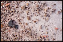 Ground close-up of clay with rocks and petrified wood, Orange Cliffs Unit, Glen Canyon National Recreation Area, Utah. USA (color)