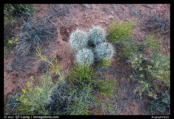 Ground close-up, cactus and wildflowers, Maze District. Canyonlands National Park, Utah, USA.