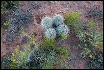 Ground close-up, cactus and wildflowers, Maze District. Canyonlands National Park ( color)