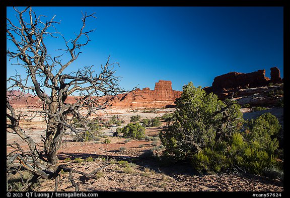 Trees below Petes Mesa, Maze District. Canyonlands National Park, Utah, USA.