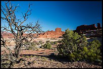 Trees below Petes Mesa, Maze District. Canyonlands National Park ( color)