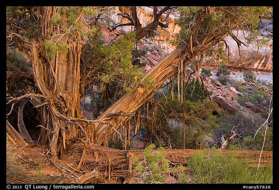 Juniper with bark peeling in thin stripes, the Maze. Canyonlands National Park, Utah, USA.