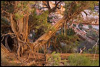 Juniper with bark peeling in thin stripes, the Maze. Canyonlands National Park, Utah, USA.