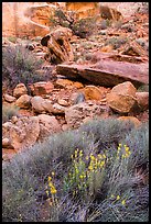 Wildflowers and rocks, the Maze. Canyonlands National Park, Utah, USA. (color)