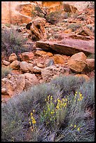 Wildflowers and rocks, the Maze. Canyonlands National Park, Utah, USA.