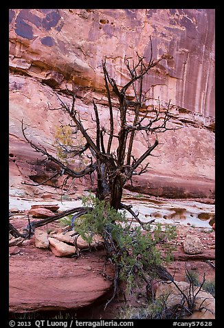 Juniper against canyon walls, Maze District. Canyonlands National Park (color)