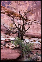 Juniper against canyon walls, Maze District. Canyonlands National Park, Utah, USA. (color)