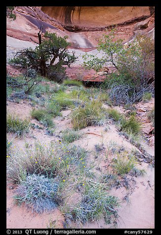 Wildflowers, trees, and canyon walls. Canyonlands National Park, Utah, USA.