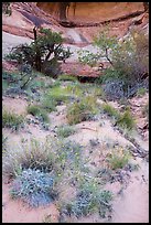 Wildflowers, trees, and canyon walls. Canyonlands National Park, Utah, USA. (color)