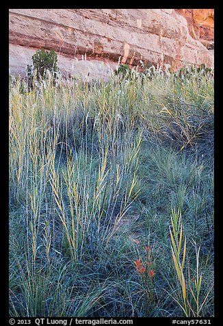 Paintbrush and tall grasses in canyon. Canyonlands National Park (color)