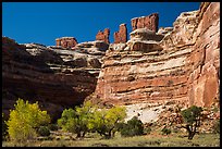 Cottonwoods, canyon walls, and Chocolate Drops. Canyonlands National Park ( color)