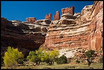 Cottonwoods, canyon walls, and Chocolate Drops. Canyonlands National Park, Utah, USA.