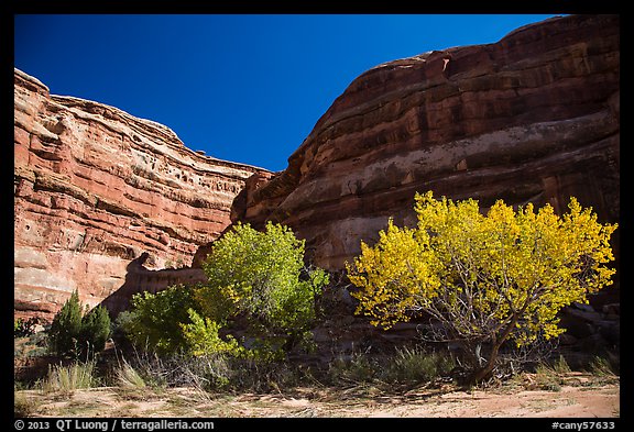 Cottonwoods is various fall foliage stages in Maze canyon. Canyonlands National Park (color)