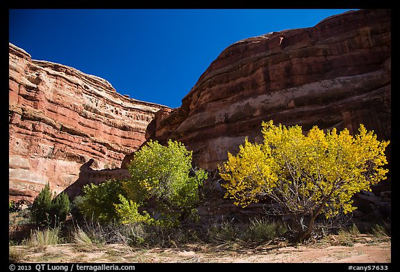 Picture/Photo: Cottonwoods is various fall foliage stages in Maze ...