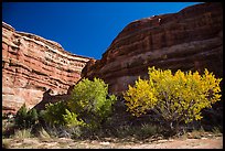 Cottonwoods is various fall foliage stages in Maze canyon. Canyonlands National Park ( color)