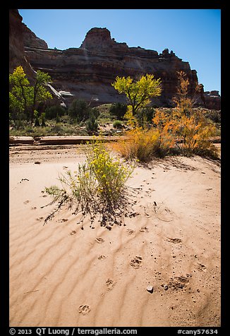 Sand ripples and animal tracks, Maze District. Canyonlands National Park, Utah, USA.