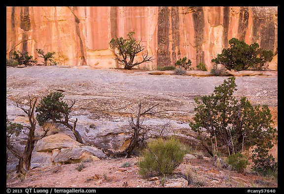 Junipers and rock walls, the Maze. Canyonlands National Park, Utah, USA.