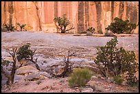 Junipers and rock walls, the Maze. Canyonlands National Park, Utah, USA.