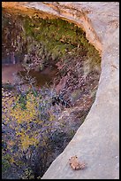 Alcove with pool and hanging vegetation, Maze District. Canyonlands National Park, Utah, USA.