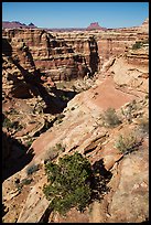 Maze canyons and Eckert Butte. Canyonlands National Park ( color)