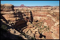 Curved Cedar Mesa sandstone canyons from the rim, Maze District. Canyonlands National Park, Utah, USA. (color)