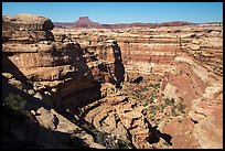 Curved Cedar Mesa sandstone canyons from the rim, Maze District. Canyonlands National Park, Utah, USA.