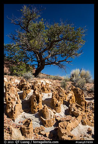 Concretions and tree, Orange Cliffs Unit, Glen Canyon National Recreation Area, Utah. USA (color)