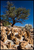 Concretions and tree, Orange Cliffs Unit, Glen Canyon National Recreation Area, Utah. USA (color)