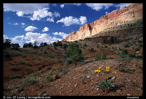 Wildflowers Waterpocket Fold, and clouds. Capitol Reef National Park, Utah, USA.