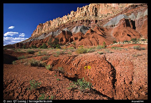 Wildflowers and Waterpocket fold, afternoon. Capitol Reef National Park