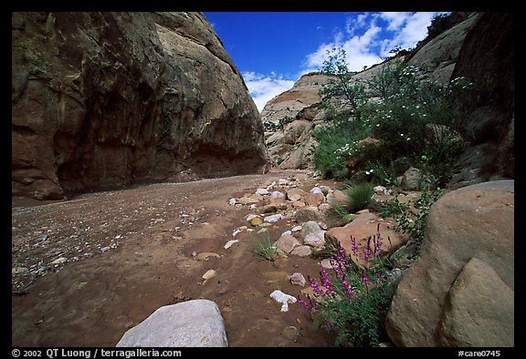 Wash in Capitol Gorge. Capitol Reef National Park (color)