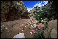 Wash in Capitol Gorge. Capitol Reef National Park ( color)