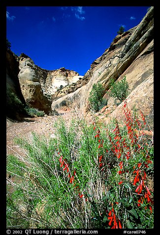 Wildflower in Capitol Gorge wash. Capitol Reef National Park, Utah, USA.