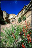 Wildflower in Capitol Gorge wash. Capitol Reef National Park, Utah, USA.