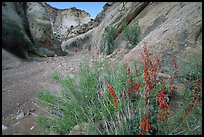 Wildflower in Wash in Capitol Gorge. Capitol Reef National Park, Utah, USA. (color)