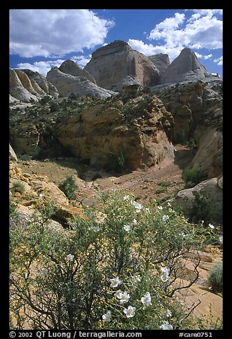 Wildflowers above Capitol Gorge. Capitol Reef National Park, Utah, USA.