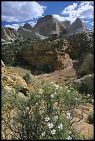 Wildflowers above Capitol Gorge. Capitol Reef National Park, Utah, USA.