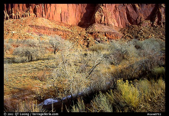 Sandstone cliffs and desert cottonwoods in winter. Capitol Reef National Park (color)