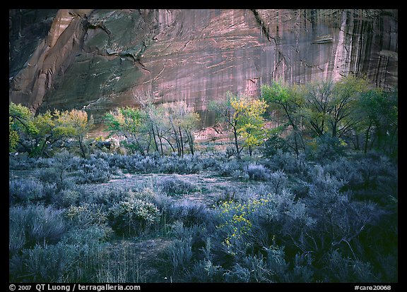 Sagebrush, trees, and cliffs with desert varnish at dusk. Capitol Reef National Park, Utah, USA.