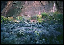 Sagebrush, trees, and cliffs with desert varnish at dusk. Capitol Reef National Park, Utah, USA.