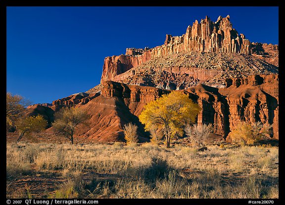 Cottonwods in fall colors at the base of the Castle. Capitol Reef National Park, Utah, USA.