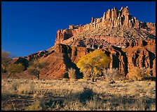 Cottonwods in fall colors at the base of the Castle. Capitol Reef National Park ( color)