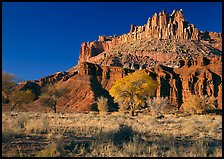 Cottonwods in fall colors at the base of the Castle. Capitol Reef National Park, Utah, USA. (color)